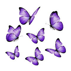 A collection of seven vibrant purple butterflies isolated on a transparent background