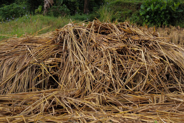 Pile of harvested rice straw on farmland with natural golden brown texture. Symbol of rural agriculture, organic farming, countryside lifestyle, eco friendly crop residue, and traditional harvest