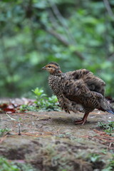 Obraz premium The black francolin (Francolinus francolinus asiae ) is a gamebird in the pheasant family Phasianidae of the order Galliformes. This photo was taken in North India.
