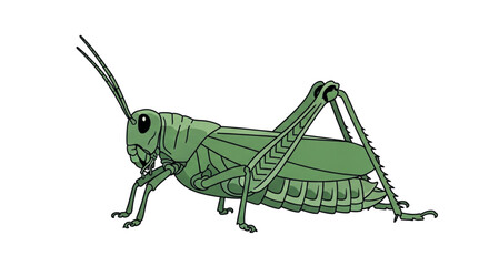 Green Grasshopper Insect Illustration 2.