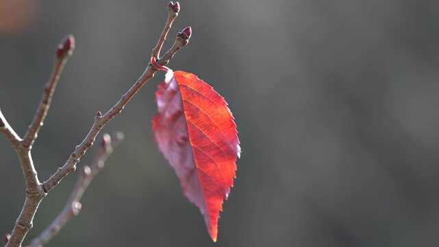 Close-up of a single red leaf and branch with buds. Autumn leaf color, fall season, nature beauty.