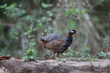 The black francolin (Francolinus francolinus asiae ) is a gamebird in the pheasant family Phasianidae of the order Galliformes. This photo was taken in North India.