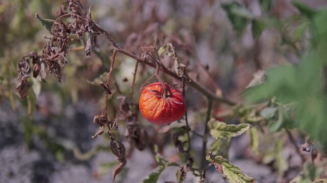 Cinematic 4K footage of tomatoes in a dried, decaying field. The scene highlights the impact of global warming on agriculture, food production, and fragile ecosystems.