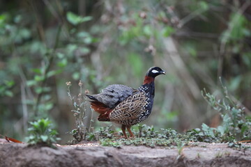 The black francolin (Francolinus francolinus asiae ) is a gamebird in the pheasant family Phasianidae of the order Galliformes. This photo was taken in North India.