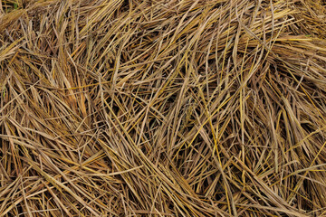Pile of dried rice straw after harvest, showing natural golden texture and organic pattern. Perfect for agriculture, farming, countryside, rural lifestyle, organic material, and eco background