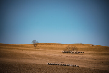 Obraz premium Golden autumn scenery in Arxan, Inner Mongolia, China