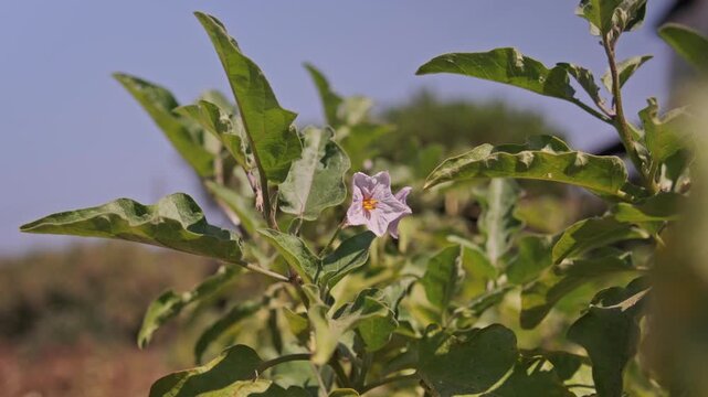 4K cinematic footage of organic eggplants ripening on the plant with a soft blurred background. A natural and authentic scene of sustainable farming and fresh garden harvest.