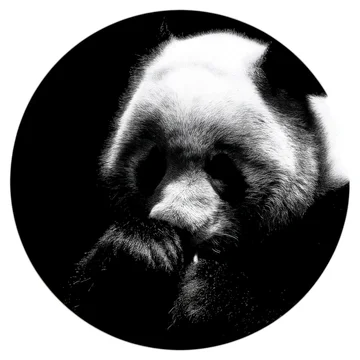 Bold Panda and Bamboo Shapes in Black and White