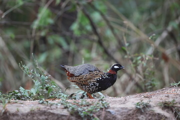 The black francolin (Francolinus francolinus asiae ) is a gamebird in the pheasant family Phasianidae of the order Galliformes. This photo was taken in North India.