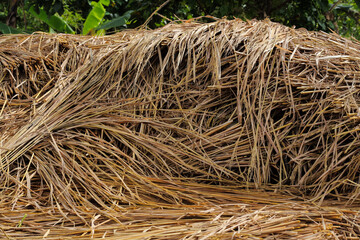 Close up of dry rice straw pile after harvesting season, natural yellow brown stalks arranged outdoors. Perfect for agriculture, farming, organic eco texture, rural countryside and natural background