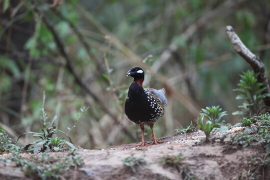 The black francolin (Francolinus francolinus asiae ) is a gamebird in the pheasant family Phasianidae of the order Galliformes. This photo was taken in North India.