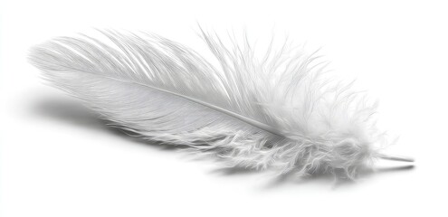 Obraz premium A single, light gray feather gently rests on a white background