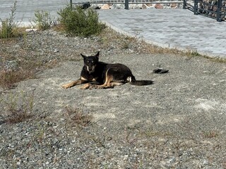 Stray Dog Resting on Gravel Ground in Sunlight