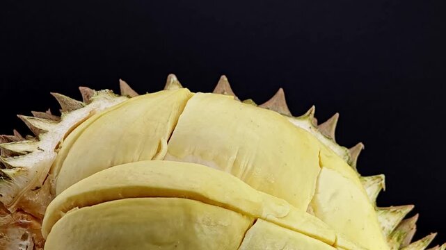 Ripe Durian Fruit on Black Background.
