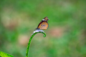 This image captures a vibrant Plain Tiger butterfly (Danaus chrysippus) with orange, black, and white-spotted wings gracefully perched on a delicate white flower.
