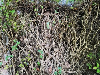 Bald stems of Verbascum thapsus.