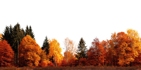 autumn trees landscape isolated on white or transparent png