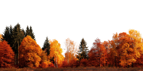 autumn trees landscape isolated on white or transparent png