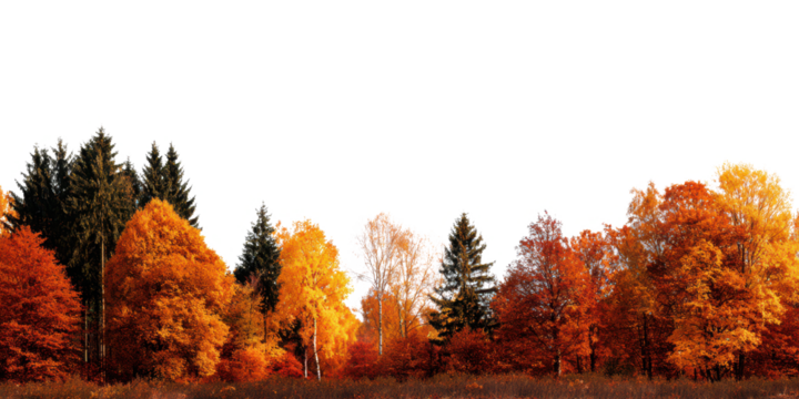 autumn trees landscape isolated on white or transparent png - Powered by Adobe