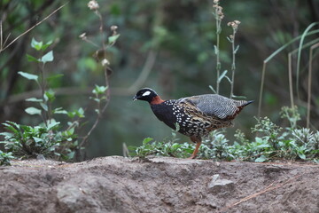 The black francolin (Francolinus francolinus asiae ) is a gamebird in the pheasant family Phasianidae of the order Galliformes. This photo was taken in North India.