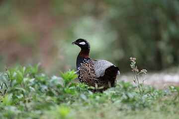 The black francolin (Francolinus francolinus asiae ) is a gamebird in the pheasant family Phasianidae of the order Galliformes. This photo was taken in North India.