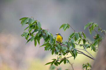 A vibrant, small orange Minivet female perched on a tree branch with leaves, showcasing its striking yellow and grey plumage with lush green and sky background.