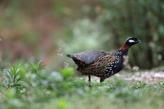 The black francolin (Francolinus francolinus asiae ) is a gamebird in the pheasant family Phasianidae of the order Galliformes. This photo was taken in North India.