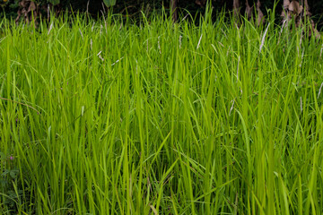 Wild green grass growing densely in a natural outdoor field. Perfect for backgrounds, nature themes, landscaping, and eco-friendly or environmental design projects