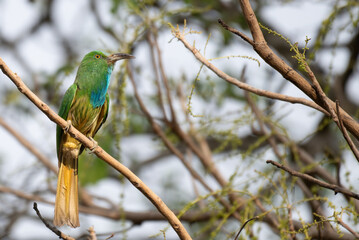 Vibrant green Blue bearded bee eater perched on a dry branch . The colorful plumage with shades of...