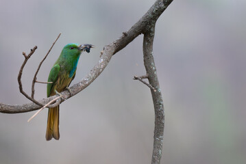 Vibrant green Blue bearded bee eater perched on a dry branch with insect in its beak. The colorful plumage with shades of green, blue and brown stands out against the soft blurred background.