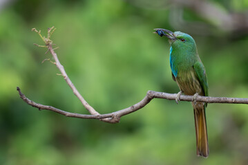 Vibrant green Blue bearded bee eater perched on a dry branch with insect in its beak. The colorful...