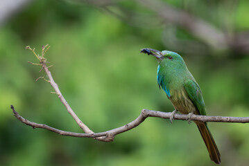 Vibrant green Blue bearded bee eater perched on a dry branch with insect in its beak. The colorful plumage with shades of green, blue and brown stands out against the soft blurred background.