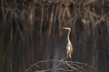 Vibrant Grey heron  standing on the dry tree of   near a water body against the blurred background.