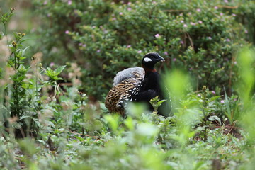 The black francolin (Francolinus francolinus asiae ) is a gamebird in the pheasant family Phasianidae of the order Galliformes. This photo was taken in North India.