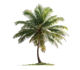 Obraz premium Single coconut palm tree against white background