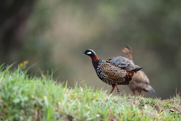 The black francolin (Francolinus francolinus asiae ) is a gamebird in the pheasant family Phasianidae of the order Galliformes. This photo was taken in North India.