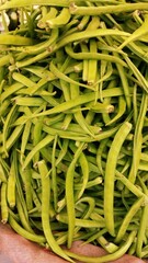guar bean cluster bean cyamopsis tetragonoloba annual legume vegetable source of guar gum gavar gawar guvar fresh green pod agriculture farming crop organic healthy food
