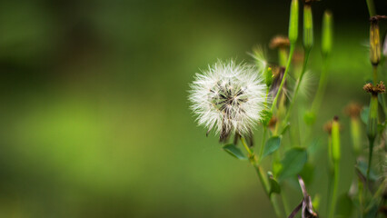 Macro shot of a dandelion seed head with a green blurred background. Ideal for themes of nature, growth, renewal, calm, and the fleeting beauty of wildflowers in their natural habitat