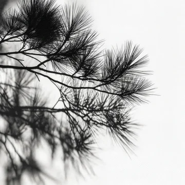 Black and White Pine Needle and Cone Shadow Texture