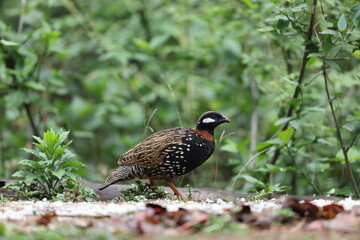 The black francolin (Francolinus francolinus asiae ) is a gamebird in the pheasant family Phasianidae of the order Galliformes. This photo was taken in North India.
