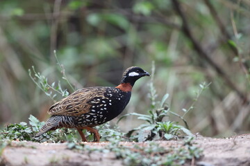 The black francolin (Francolinus francolinus asiae ) is a gamebird in the pheasant family Phasianidae of the order Galliformes. This photo was taken in North India.