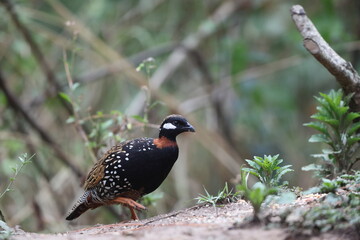 The black francolin (Francolinus francolinus asiae ) is a gamebird in the pheasant family Phasianidae of the order Galliformes. This photo was taken in North India.