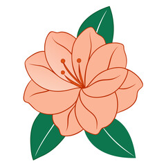  rhododendron nelda peach line art flower vector on white background