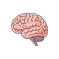 human brain illustration detailed anatomical view of the cerebrum cerebellum showcasing structure for educational materials  scientific content