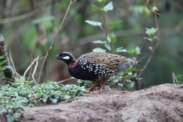 The black francolin (Francolinus francolinus asiae ) is a gamebird in the pheasant family Phasianidae of the order Galliformes. This photo was taken in North India.