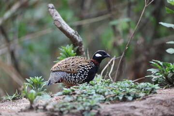 The black francolin (Francolinus francolinus asiae ) is a gamebird in the pheasant family Phasianidae of the order Galliformes. This photo was taken in North India.
