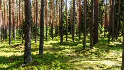 Naklejka premium Pine forest floor dappled sunlight