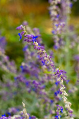 Vibrant purple flowers dance in the gentle breeze of a sunlit garden during a tranquil afternoon in early springtime