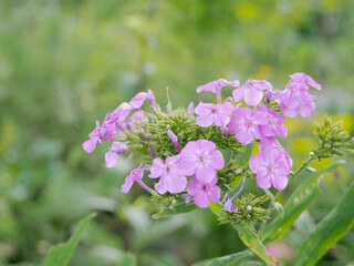 Fototapeta premium ９月の花 植物