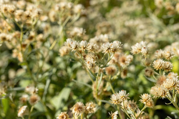 Delicate wildflowers dance in the warm sunlight of a serene meadow during late afternoon